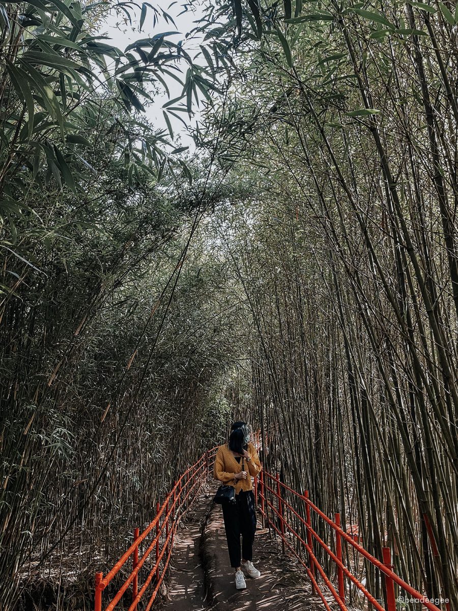 a girl in yellow between bamboos and red fences in bamboo eco park in baguio city